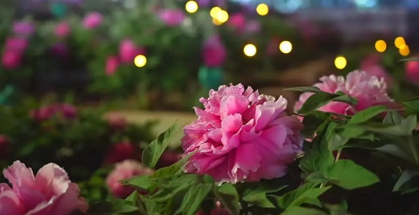 【寵粉互動(dòng)】結(jié)果揭曉！快來欣賞粉絲們的“大作”！