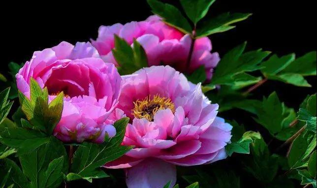 【“豫”見(jiàn)高端 “洛”賞牡丹】您有一封來(lái)自凌宇汽車的邀請(qǐng)函，請(qǐng)查收！